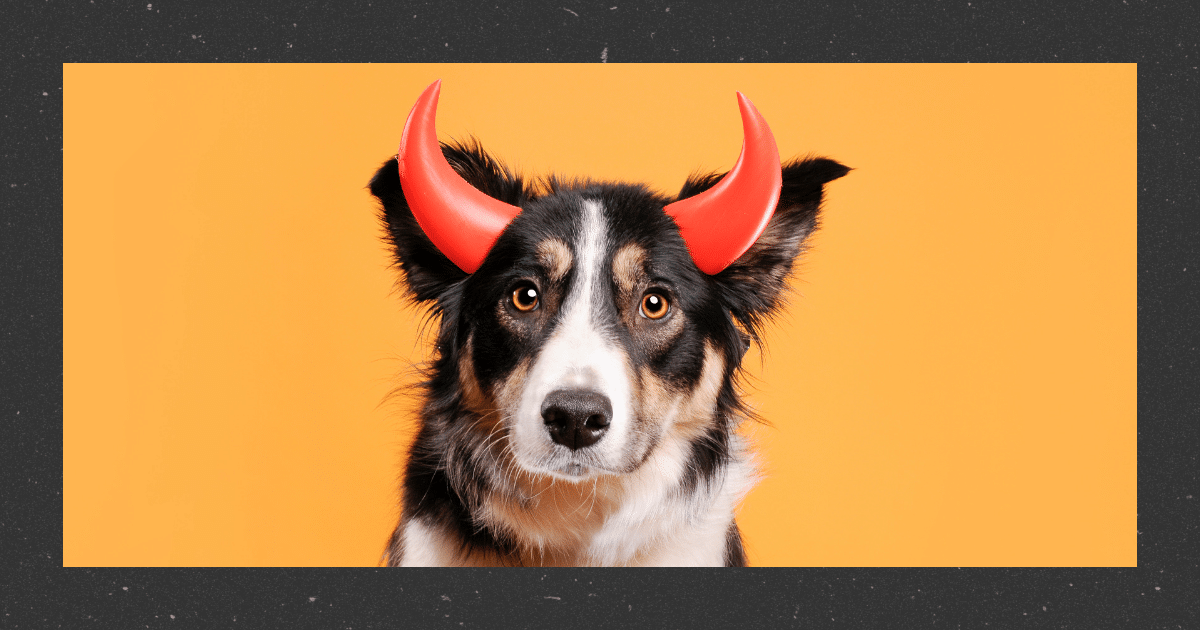 Hund Pubertät Hundetraining Itzehoe Elmshorn