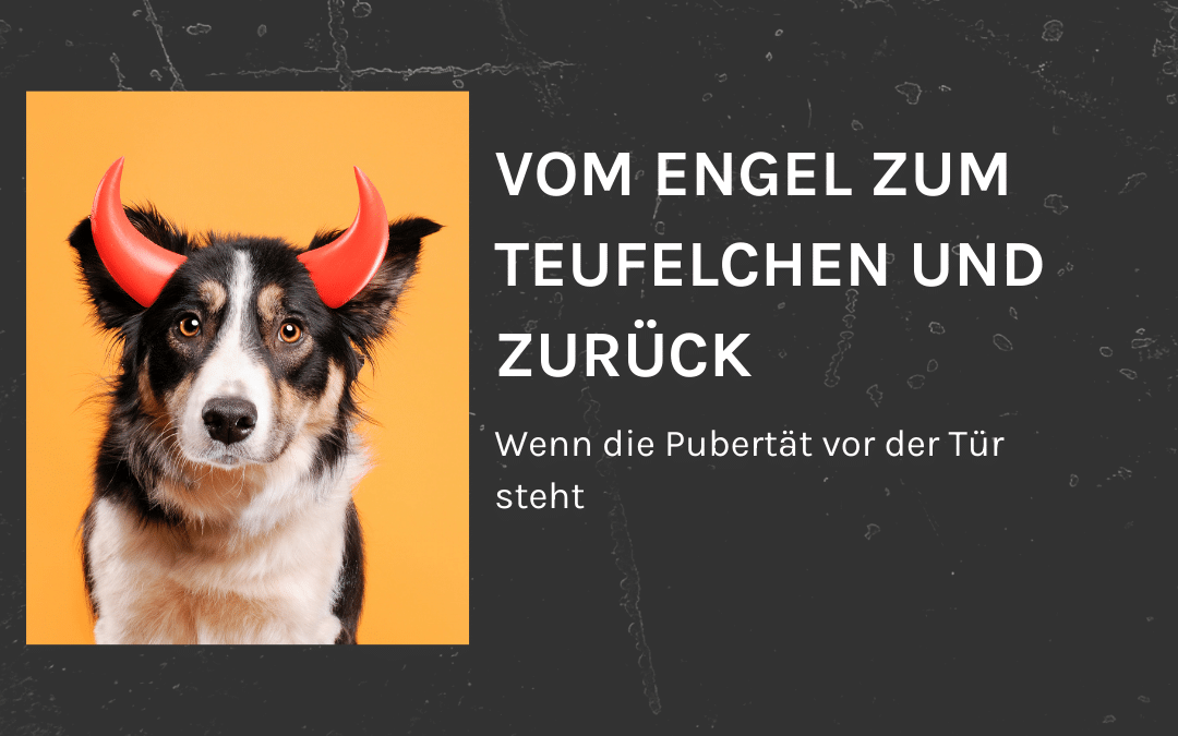 Dein Hund in der Pubertät: Vom Engel zum Teufel und Zurück