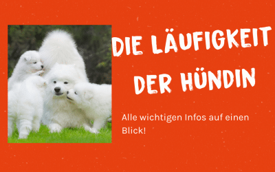 Die Läufigkeit der Hündin