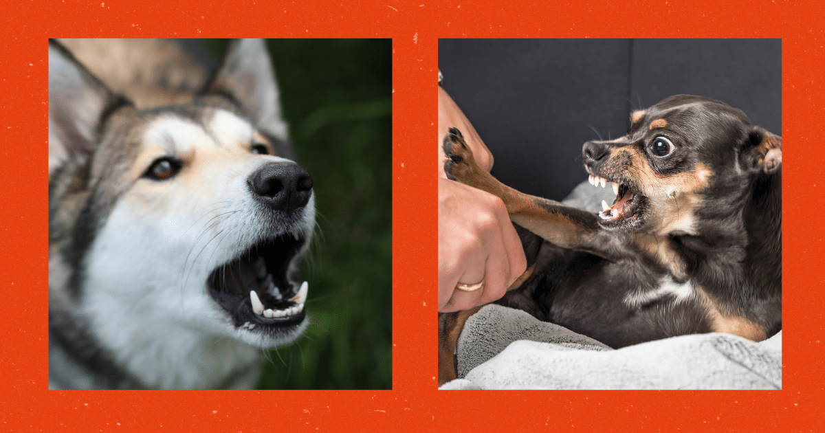 Aggression Hund hundetraining Itzehoe Elmshorn