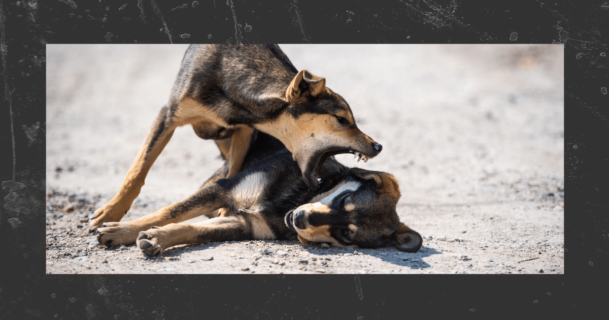 Aggressive Hunde Nina Hammig Training für Mensch & Hund