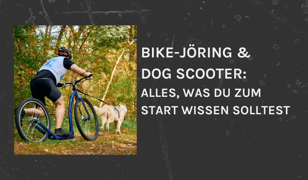 Bike-Jöring & Dog-Scooter – Ein Überblick für Einsteiger