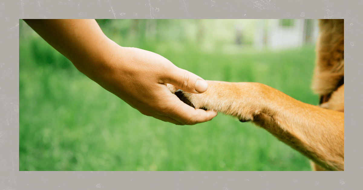 Sport mit hund im sommer Nina Hammig Training für Mensch & Hund