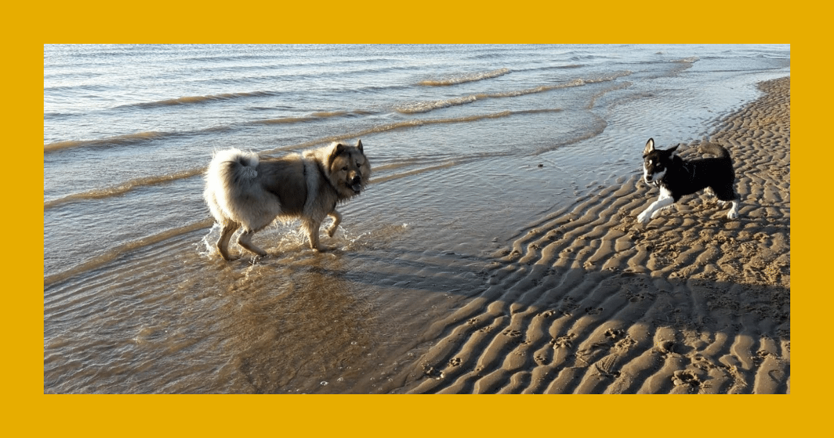 Sport mit Hund im Sommer Nina Hammig Training für Mensch & Hund