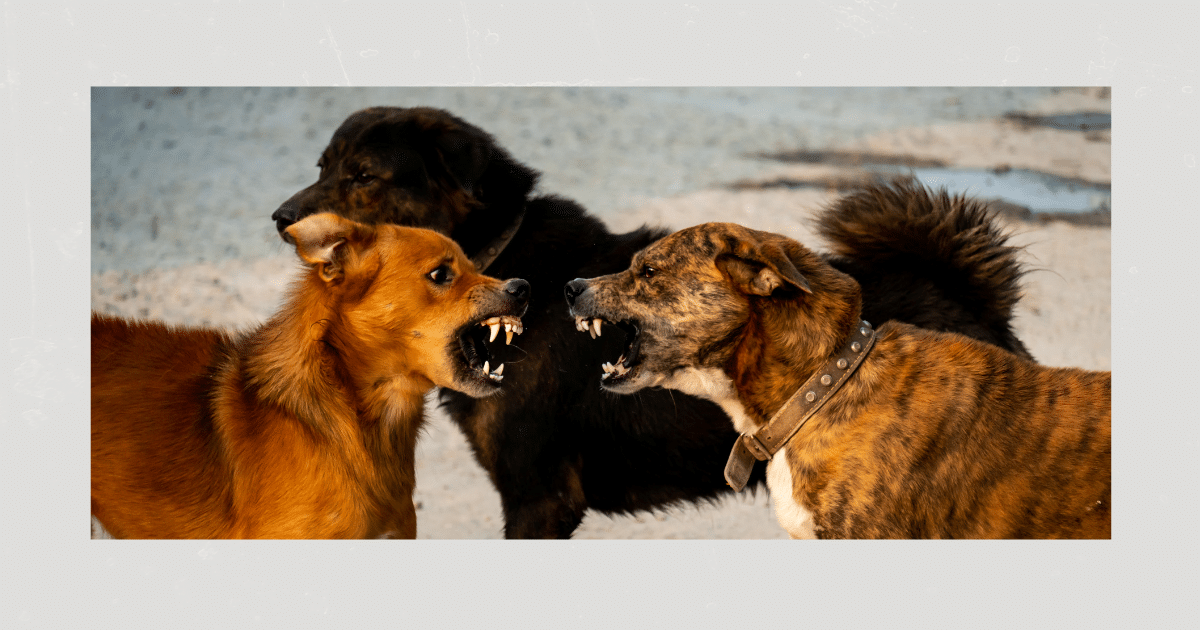 Pubertät Hund Aggression hundetraining Itzehoe Elmshorn