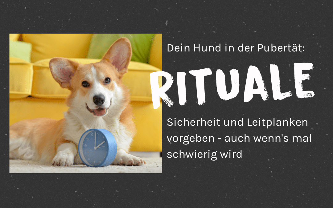 Dein Hund in der Pubertät: Durch Rituale Sicherheit und Leitplanken vorgeben