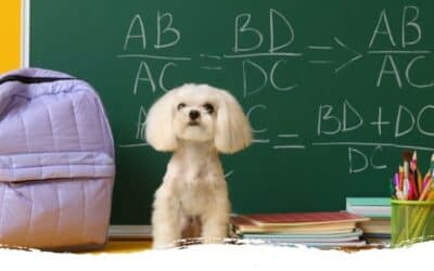 Wie du die passende Hundeschule findest