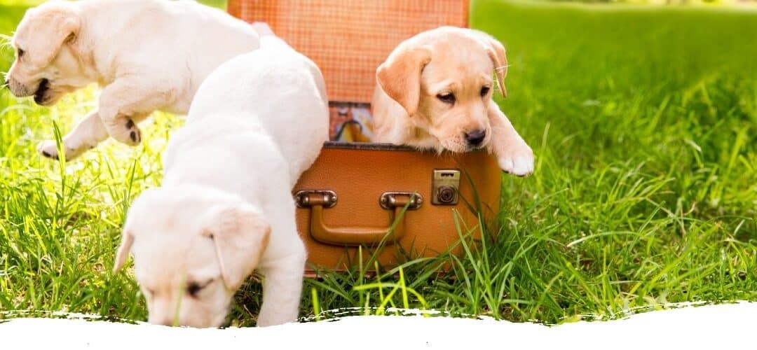Ein Hund zieht ein: Der Einzugstag
