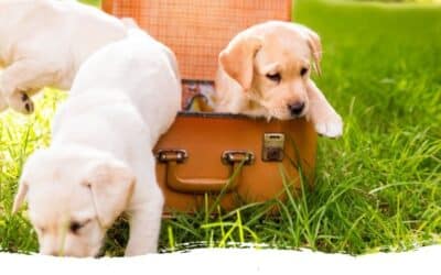 Ein Hund zieht ein: Der Einzugstag
