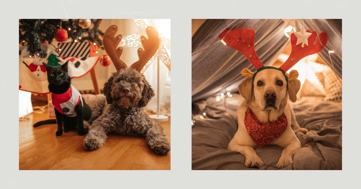 Weihnachtszeit mit Hund hundetraining Elmshorn Itzehoe