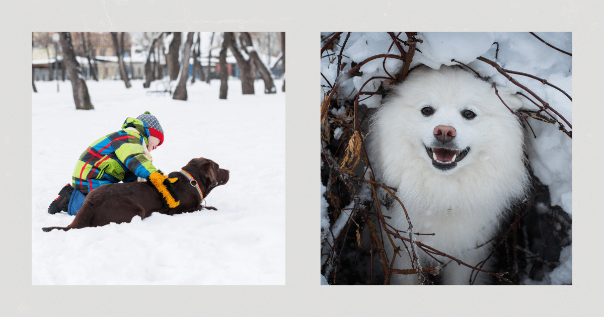 Weihnachtszeit mit Hund hundetraining Elmshorn Itzehoe