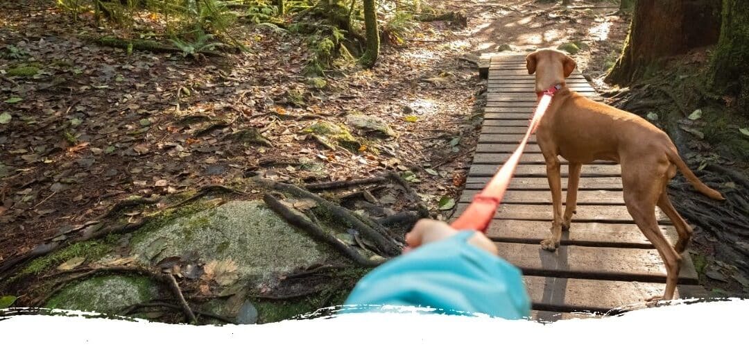 Dein Hund zieht an der Leine und du glaubst, er bringt dich damit noch mal ins Krankenhaus? Mach endlich Schluss damit.