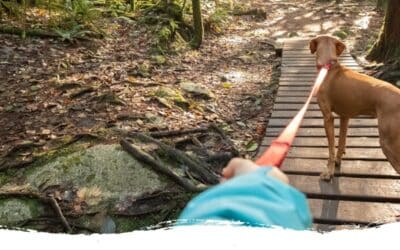 Dein Hund zieht an der Leine und du glaubst, er bringt dich damit noch mal ins Krankenhaus? Mach endlich Schluss damit.