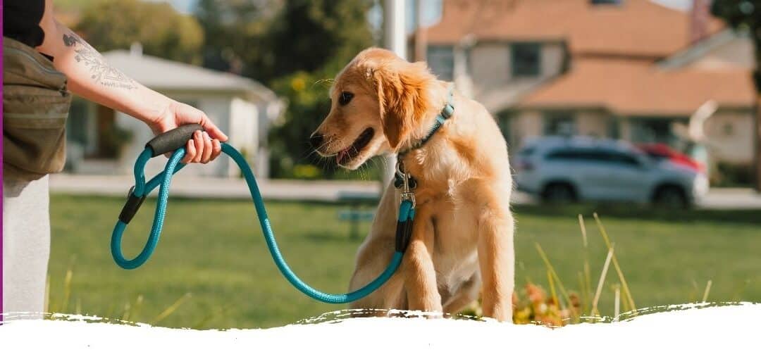 Leinenführigkeit – 3 Gründe, warum dein Hund noch zieht