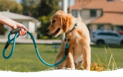Leinenführigkeit – 3 Gründe, warum dein Hund noch zieht