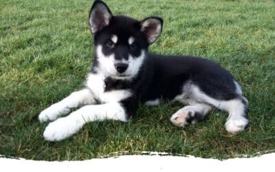 Loki’s Story – Ein Wirbelwind zieht ein