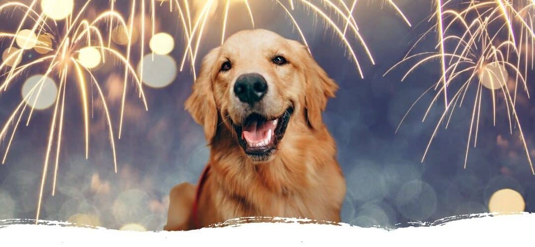 Silvester mit Hund – So wird’s entspannter