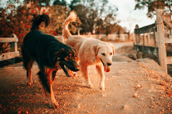 Korpersprache lesen lernen Hundetraining Nina Hammig