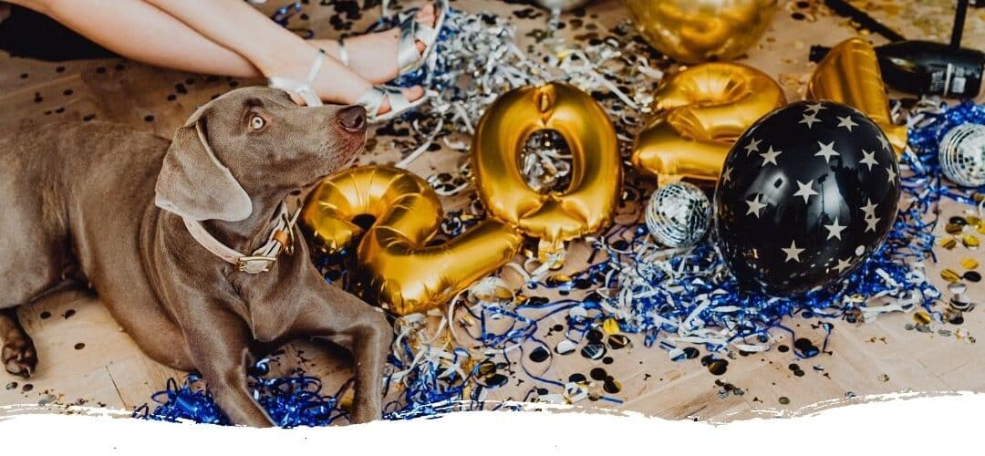 Silvester mit Hund: Notfall-Tipps