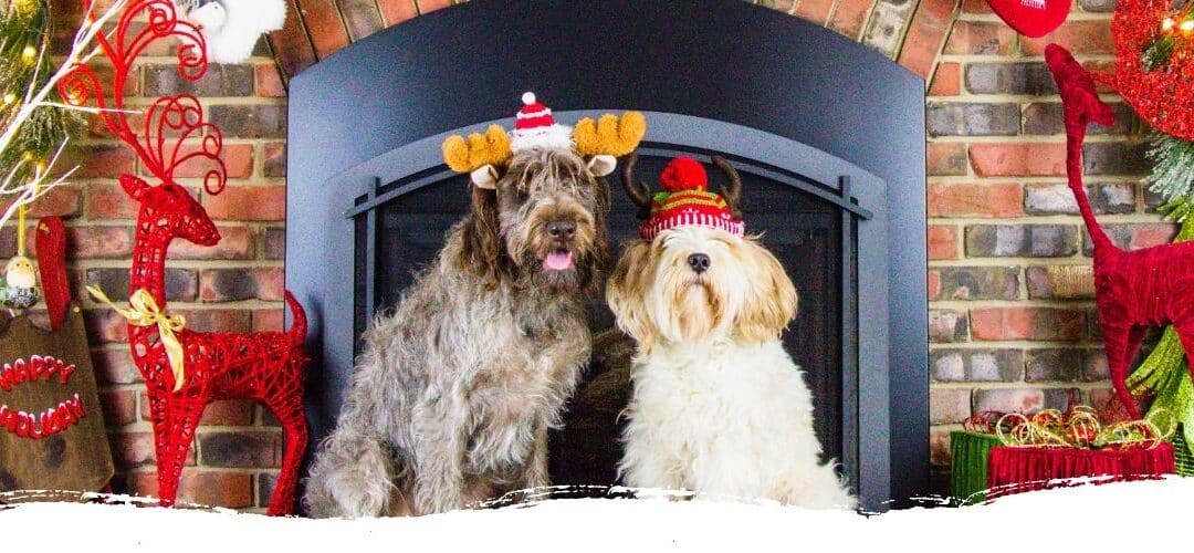 Entspannte Weihnachtszeit mit Hund – nicht nur in Elmshorn