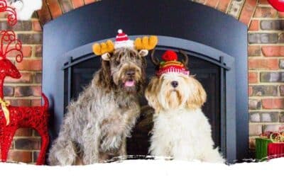 Entspannte Weihnachtszeit mit Hund – nicht nur in Elmshorn