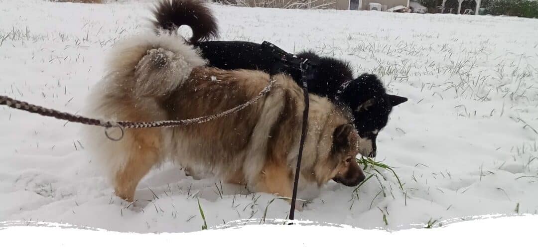 Loki’s Story – Der nächste Schritt