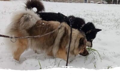 Loki’s Story – Der nächste Schritt