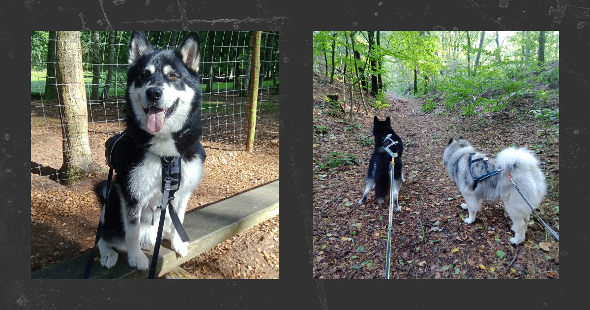Lokis Geschichte Hundetraining Training für Mensch & Hund Nina Hammig