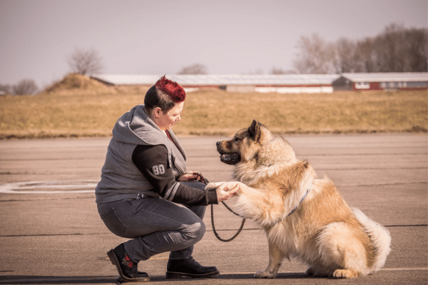 Hunde Verhaltensberatung Hundetraining Nina Hammig Elmshorn