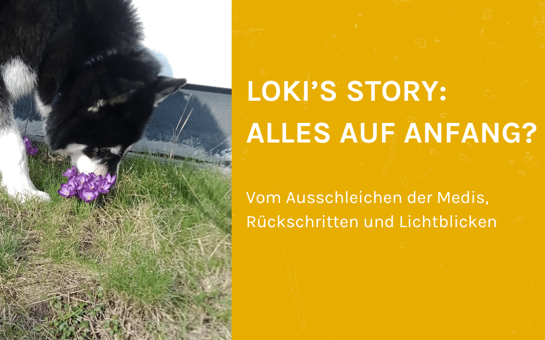 Loki’s Story – Alles auf Anfang?