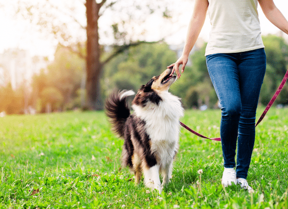 Sachkundeprüfung hundeführerschein Hundeschule hundetraining Nina Hammig ELmshorn