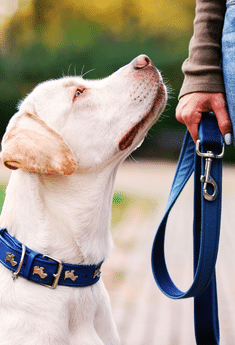 Sachkundeprüfung hundeführerschein Hundeschule hundetraining Nina Hammig ELmshorn