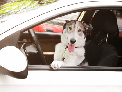 Sachkundeprüfung hundeführerschein Hundeschule hundetraining Nina Hammig ELmshorn 