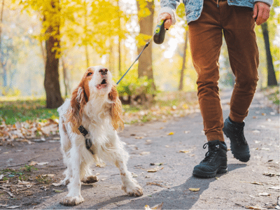 2025-Header_Intensivkurs-Leinenpoebler_mobil Hundeschule Hundetraining für aggressive und an der Leine pöbelnde Hunde in Elmshorn