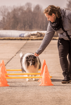 Hundefitness Fitnesstraining für den Hund in Elmshorn