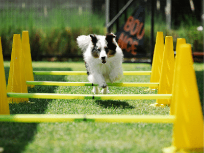 Hundefitness in elmshorn Hundefitness Fitnesstraining für den Hund in Elmshorn