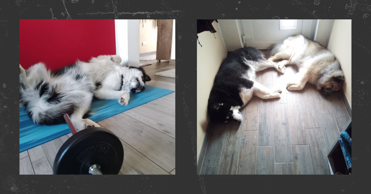Lokis Geschichte Hundetraining Training für Mensch & Hund Nina Hammig