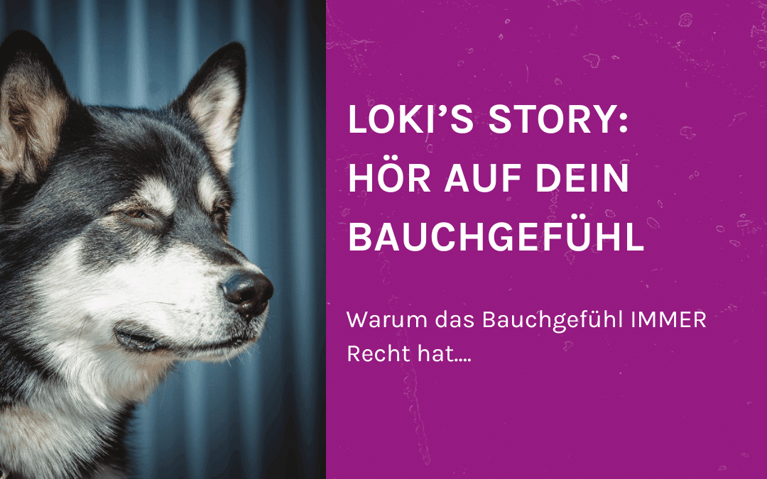 Loki’s Story – Bauchgefühl an Hirn: „Ich hab’s dir doch gesagt…“