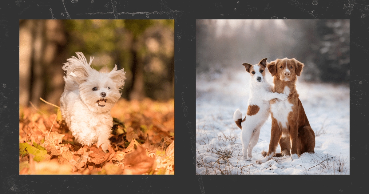 Lokis Geschichte Hundetraining Training für Mensch & Hund Nina Hammig