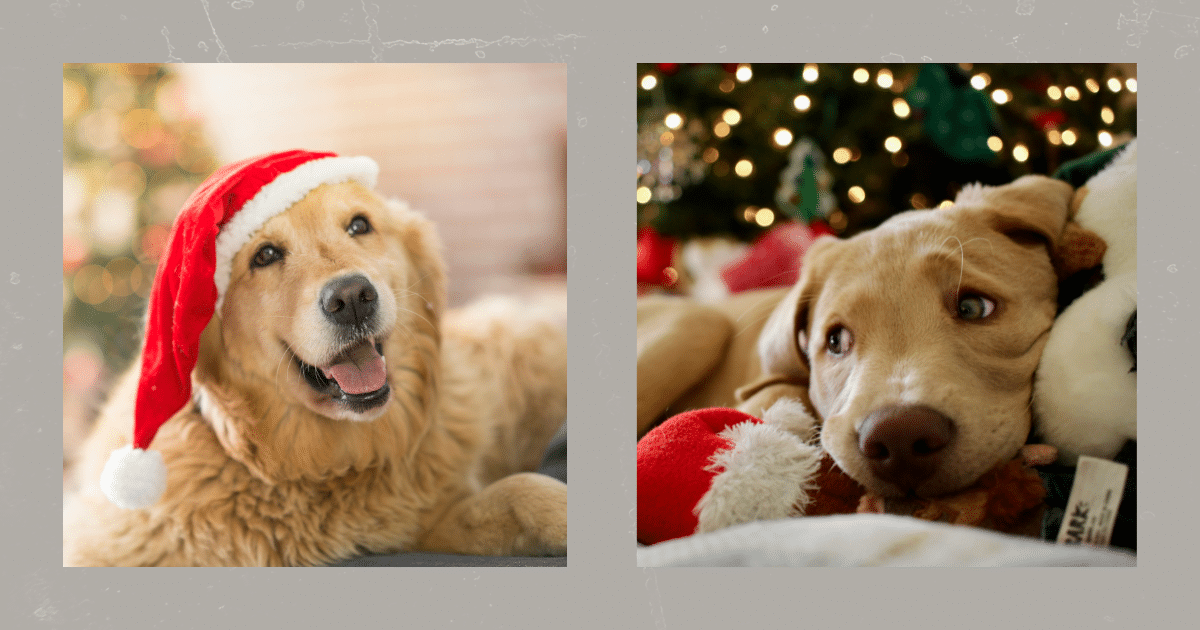 Weihnachtszeit mit Hund hundetraining Elmshorn Itzehoe