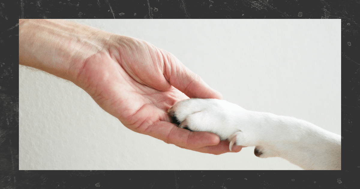 Lokis Geschichte Hundetraining Training für Mensch & Hund Nina Hammig