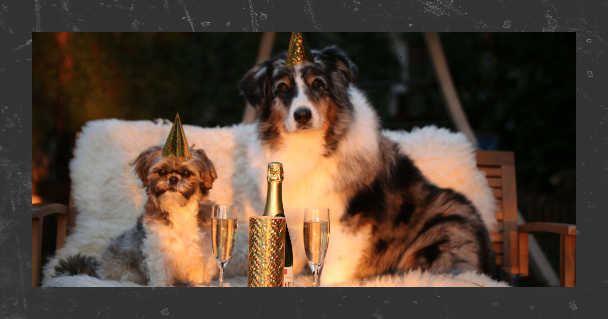 Silvesterangst Hund Trainingstipps Hundetraining Itzehoe elmshorn