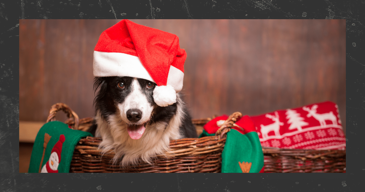 Hundekese hundetraining Itzehoe elmshorn