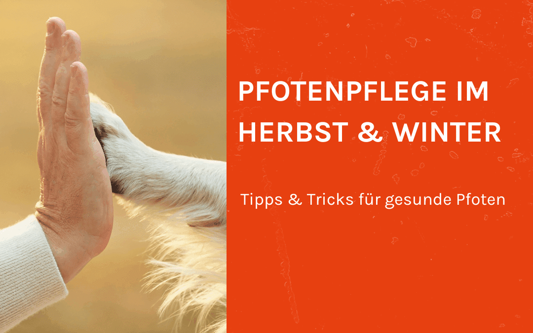 Winterzeit ist Pfoten-Pflegezeit