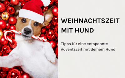 Adventszeit mit Hund