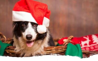 Alles für eine entspannte Adventszeit mit Hund