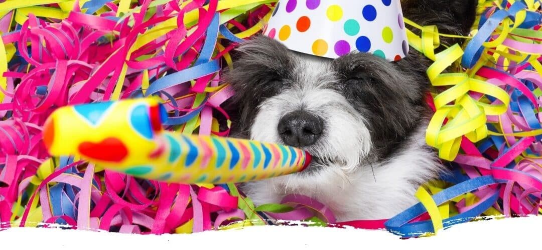 Silvester mit Hund 2025 –  Die Do’s und Don’ts bei Silvesterangst