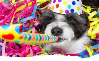 Silvester mit Hund 2025 – Die Do’s und Don’ts bei Silvesterangst