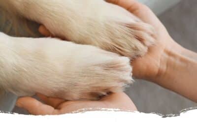 Winterzeit ist Pfoten-Pflegezeit