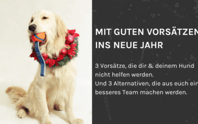 3 Trainingsziele, die du dir für 2026 nicht vornehmen solltest – und welche 3 dich und deinen Hund wirklich weiterbringen